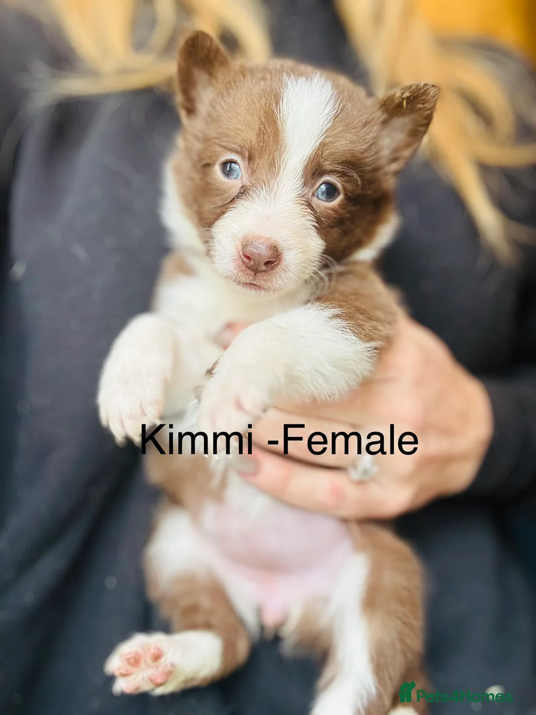 Border Collie dogs for sale: Pure Bred Border Collie Puppies For Sale - Advert 9