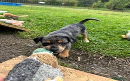 Jack Russell dogs for sale: Gorgeous Jack Russell Boys - Image 7