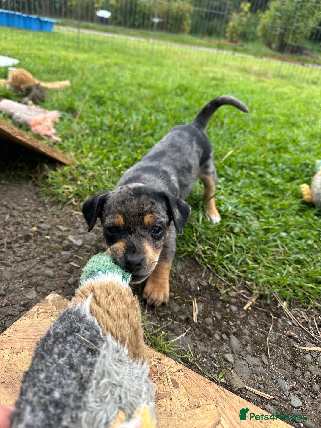 Jack Russell dogs for sale: Gorgeous Jack Russell Boys - Image 7