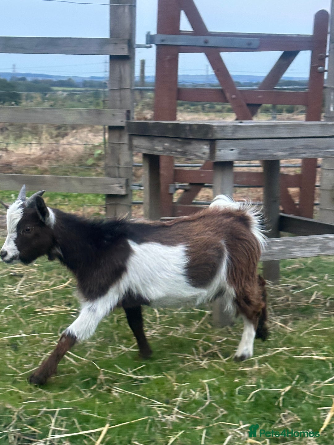 Goats livestock for sale: Pygmy billy goat for sale - Image 4