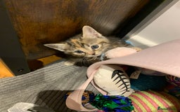 Mixed Breed cats for sale: Mixed Himalayan - Image 24