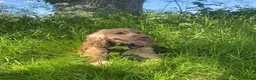 Cockapoo dogs for sale: Beautiful F1 Cockapoo Pups in Dereham - Advert 7