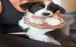 Border Collie dogs for sale: Kennel Club Border Collie Puppies For Sale - Image 39