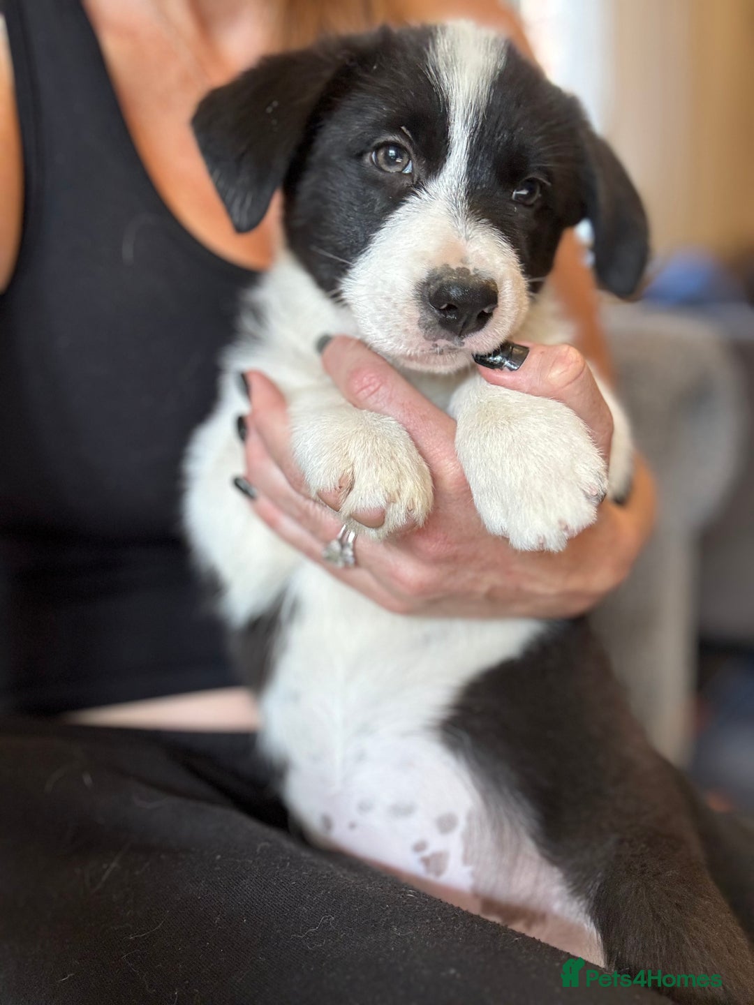 Border Collie dogs for sale: Kennel Club Border Collie Puppies For Sale - Image 39