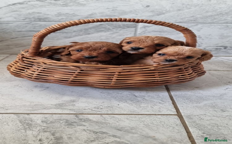 Cavapoo dogs - Advert 5