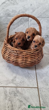 Cavapoo dogs - Advert 6
