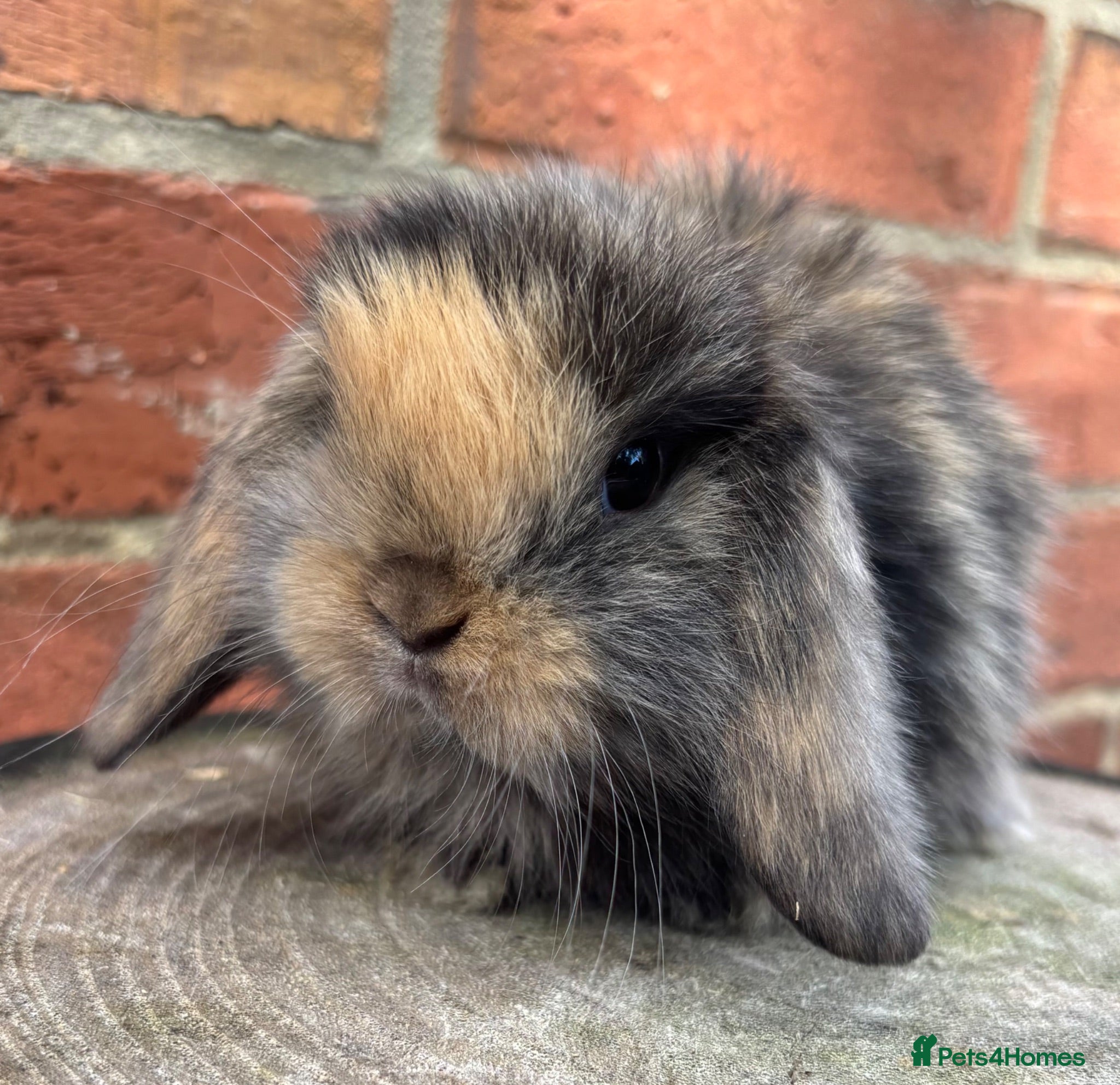 Mini Lop rabbits Pedigreed pure bred mini lops  - Advert 5