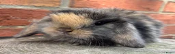 Mini Lop rabbits for sale: Pedigreed pure bred mini lops  - Advert 1