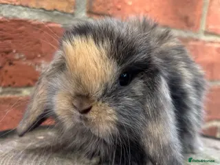 Mini Lop rabbits Pedigreed pure bred mini lops - Advert 1