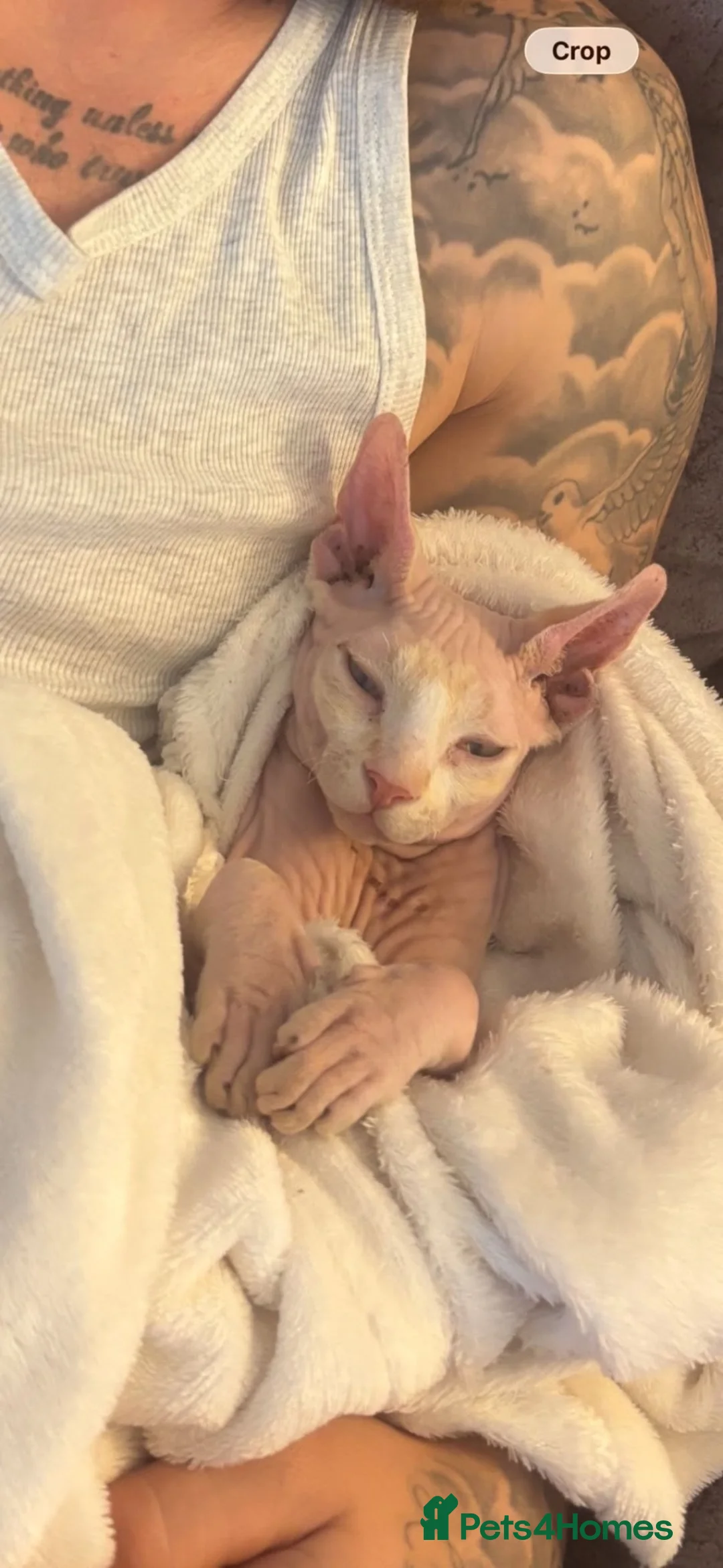 Sphynx cats for sale: 10-month old Sphinx male in Shaftesbury - Advert 2