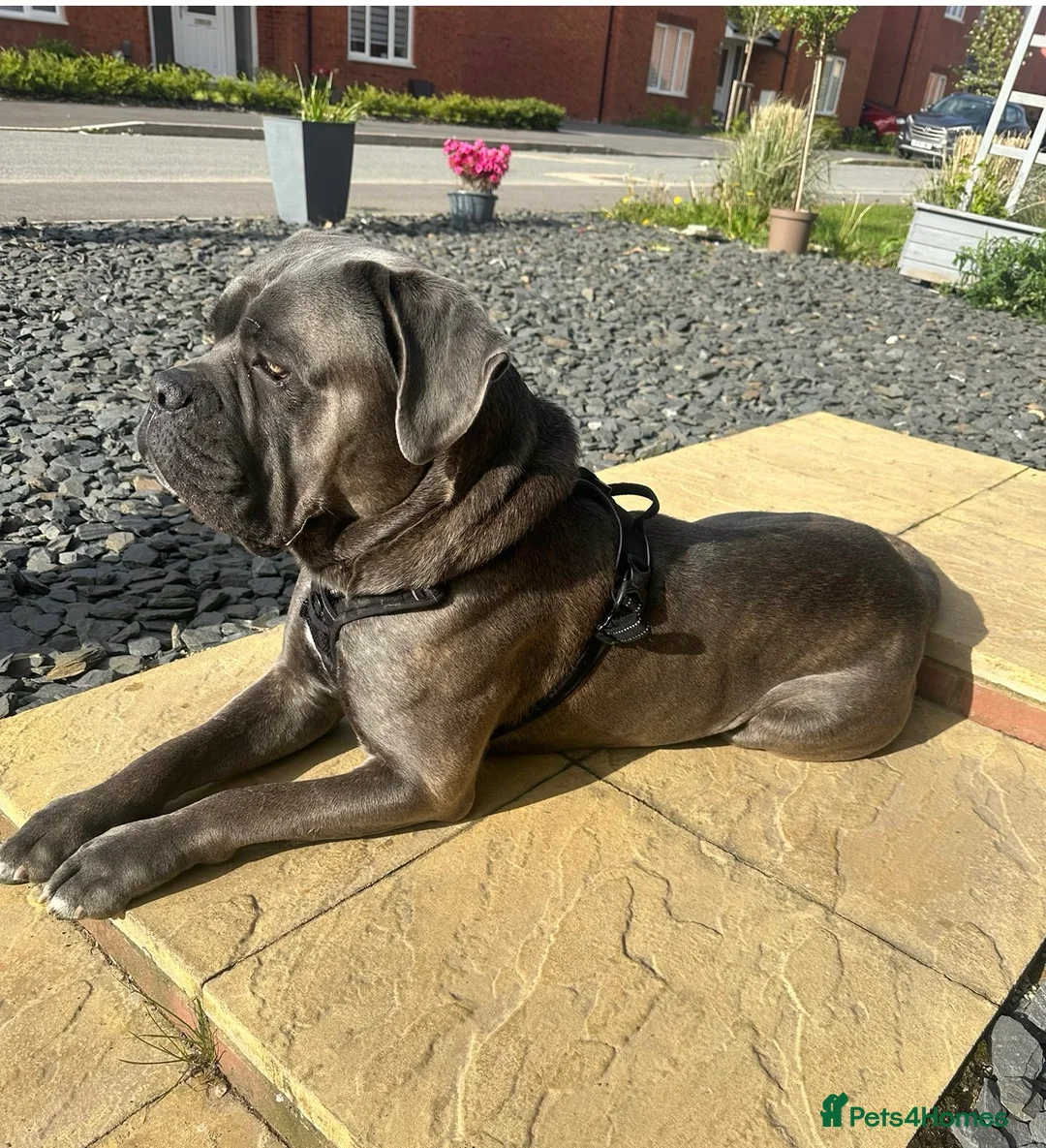 Cane Corso dogs for sale: Cane Corso  - Advert 1