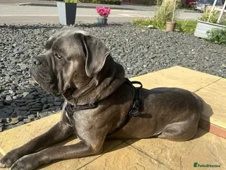 Cane Corso dogs Cane Corso - Advert 3