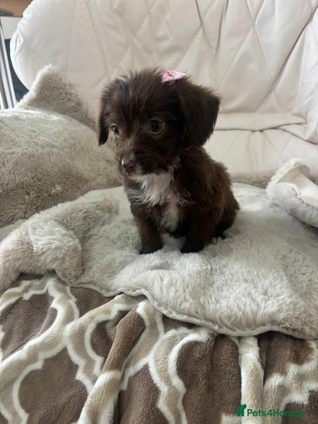 Mixed Breed dogs for sale: Beautiful Yorkie poo puppies in Bristol - Advert 2