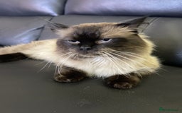 Ragdoll cats for sale: Our little snow babies ragdoll kittens  - Image 27