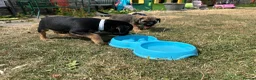 Border Terrier dogs for sale: Beautiful Border Terrier Pups - Advert 10
