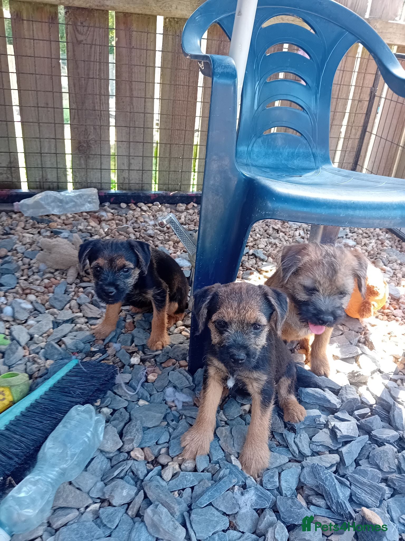 Border Terrier dogs Pure border terrier puppies  - Advert 1