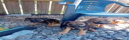 Border Terrier dogs for sale: Pure border terrier puppies  - Advert 1