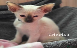 Oriental cats for sale: 8 supersoft GCCF registered Oriental kittens  - Image 33