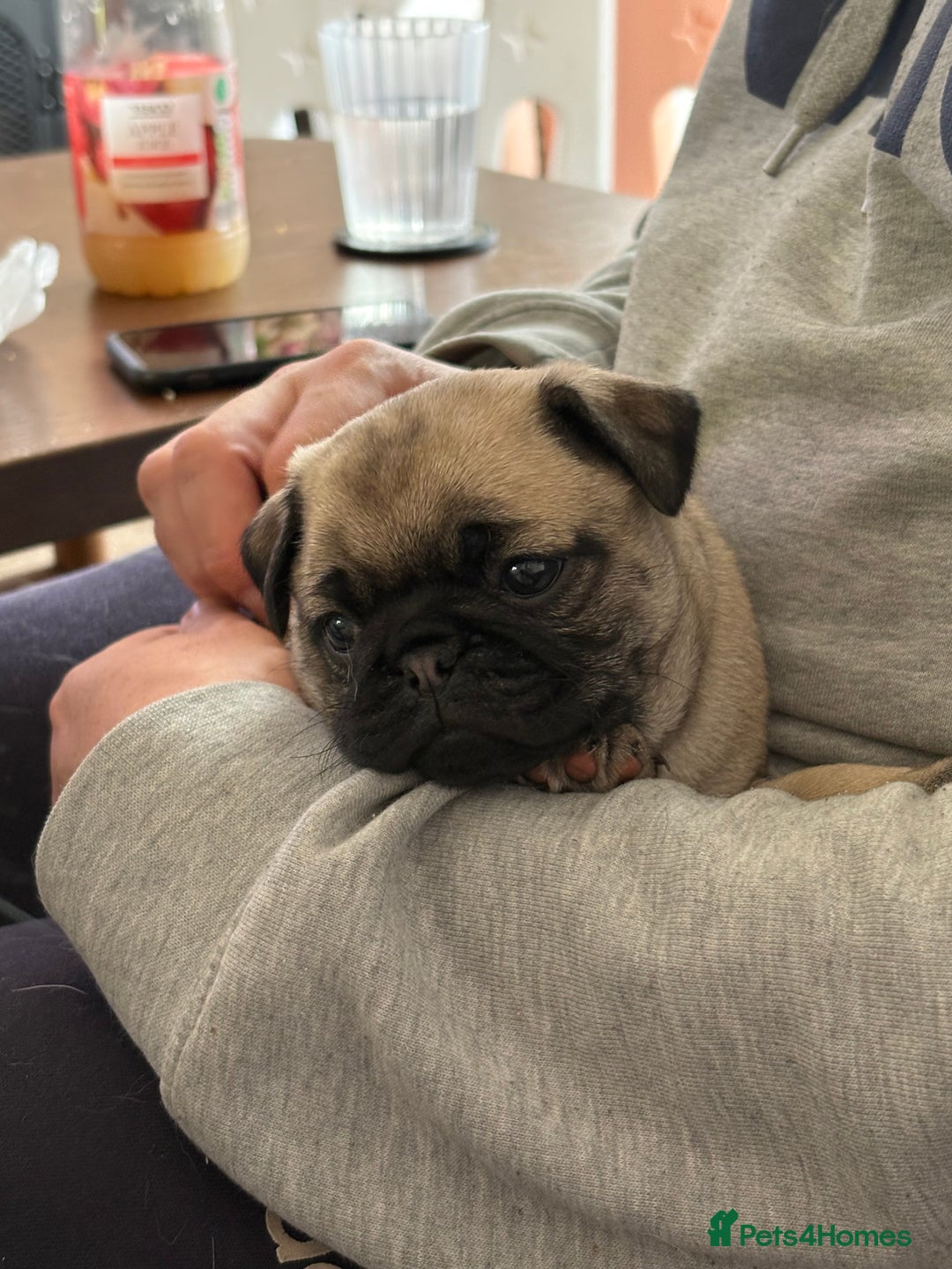 Mixed Breed dogs for sale: Beautiful baby Pugs for sale  - Image 3