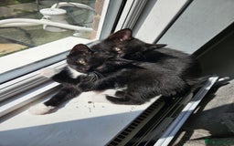 British Shorthair cats for sale: 4 beautiful kittens for sale  - Image 7