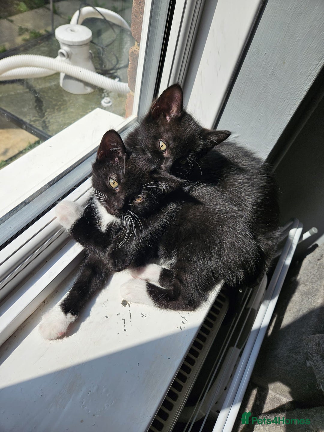 British Shorthair cats for sale: 4 beautiful kittens for sale  - Image 7