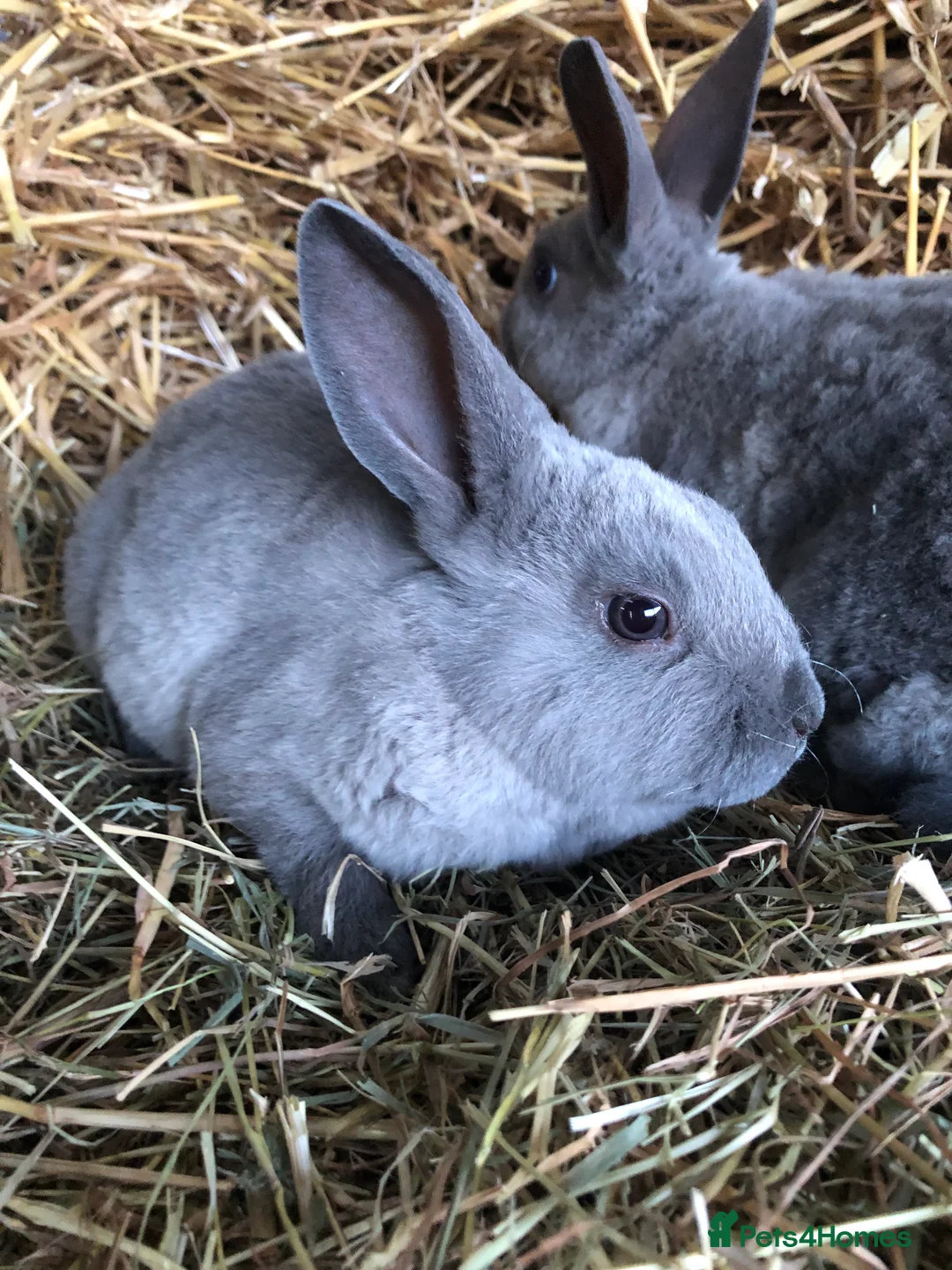 Rex rabbits for sale: Beautiful purebred velvet mini Rex rabbits 🐰🌿 - Advert 6