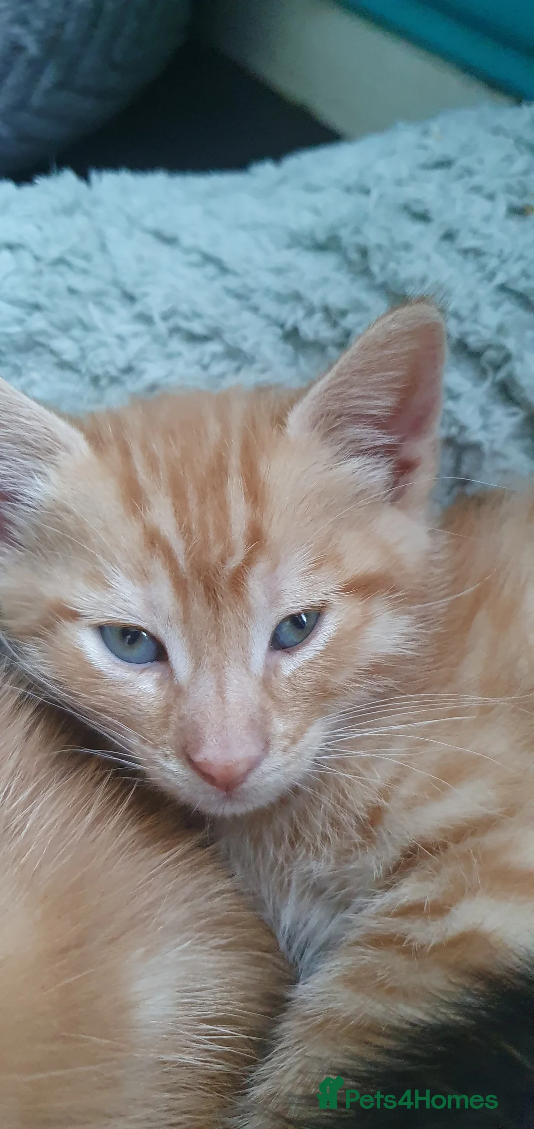 Mixed Breed cats for sale: Beautiful Kittens 4 Males, 1 FemaleBorn 4th June - Advert 2