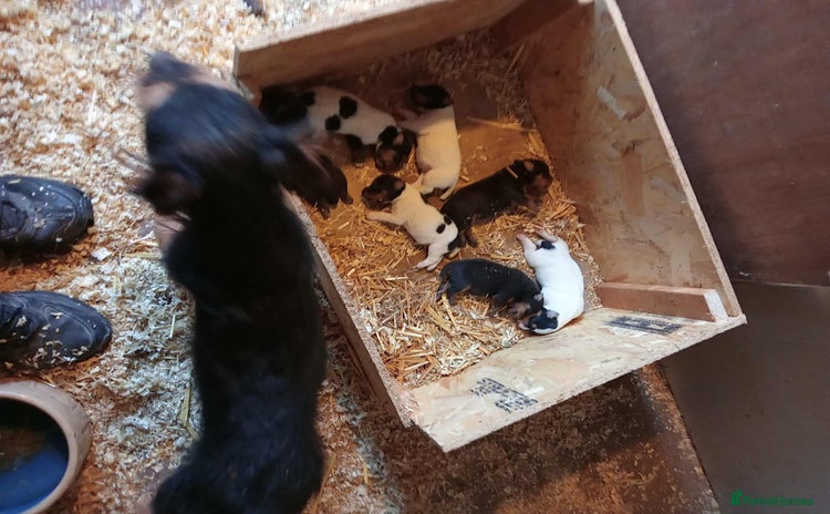 Mixed Breed dogs Lakeland x Russell terrier puppies  - Advert 1