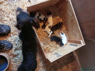 Mixed Breed dogs for sale: Lakeland x Russell terrier puppies - Advert 1