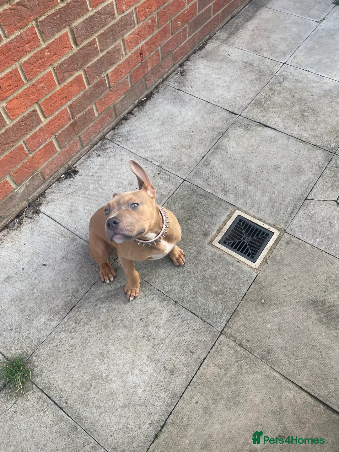 Mixed Breed dogs for sale: Olde Tyme Bulldog x American Staffordshire Pups - Advert 14