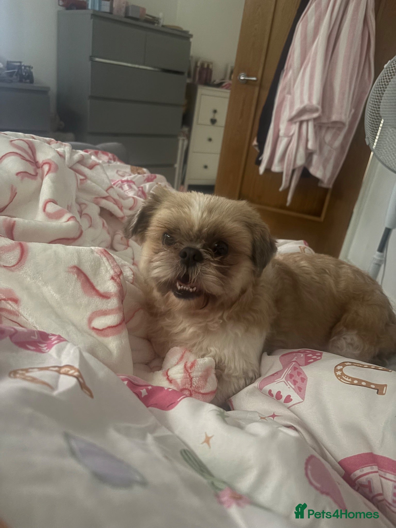 Shih Tzu dogs Shih tzu - Advert 1