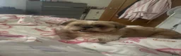 Shih Tzu dogs for sale: Shih tzu - Advert 1