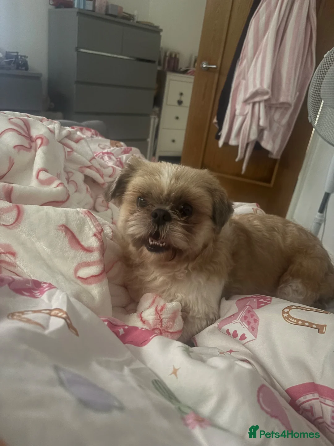 Shih Tzu dogs for sale: Shih tzu - Advert 1