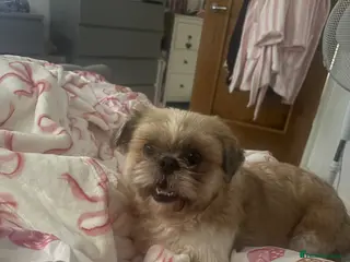 Shih Tzu dogs Shih tzu - Advert 8