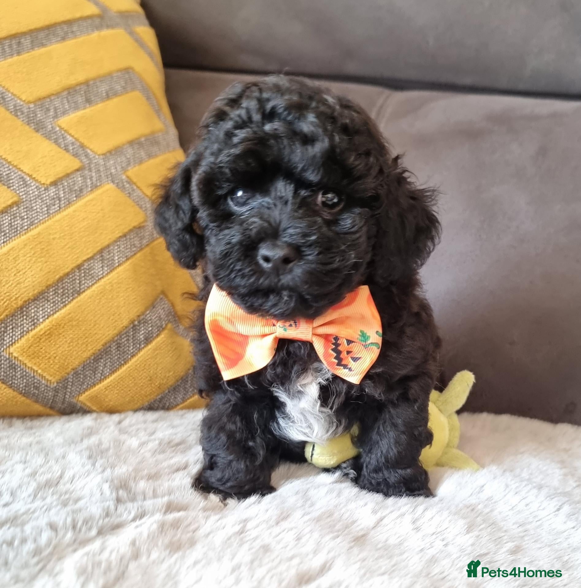 Shihpoo dogs Gorgeous Little Shihpoo Pups sold Fully Vaccinated - Advert 1