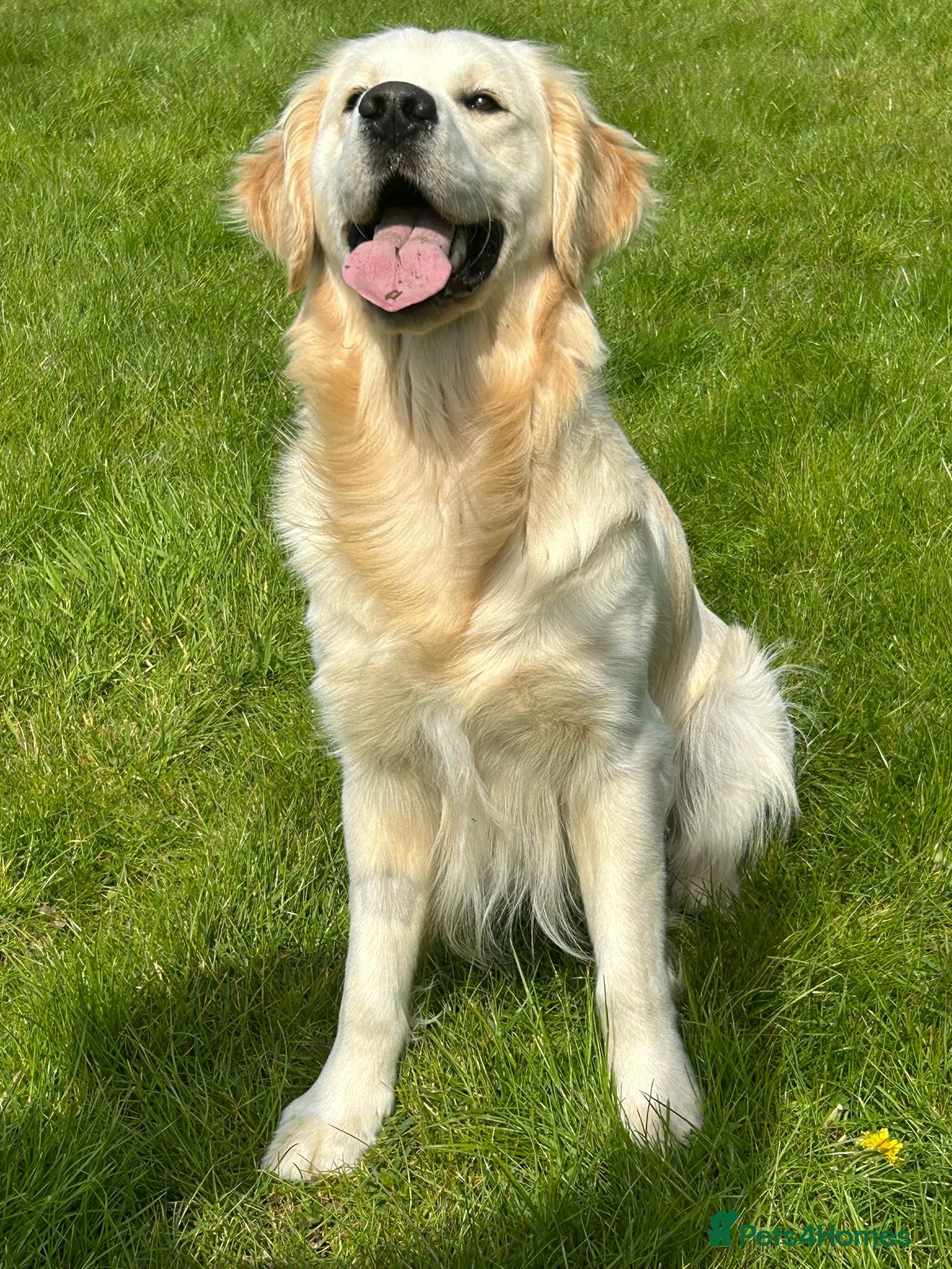 Golden Retriever dogs for stud: Health test golden retriever stud - Advert 1