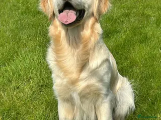 Golden Retriever dogs Health test golden retriever stud - Advert 15