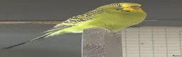 Budgerigars birds for sale: Young female budgies for sale  - Advert 4