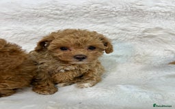 Maltipoo dogs for sale: 🐩Korean Maltipoo🐩 - Image 9