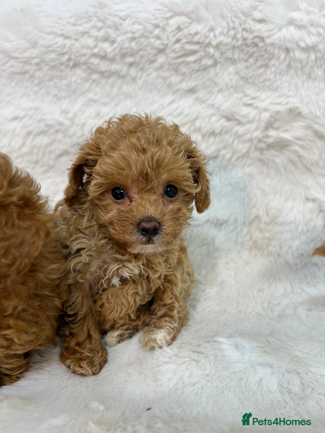 Maltipoo dogs for sale: 🐩Korean Maltipoo🐩 - Image 9