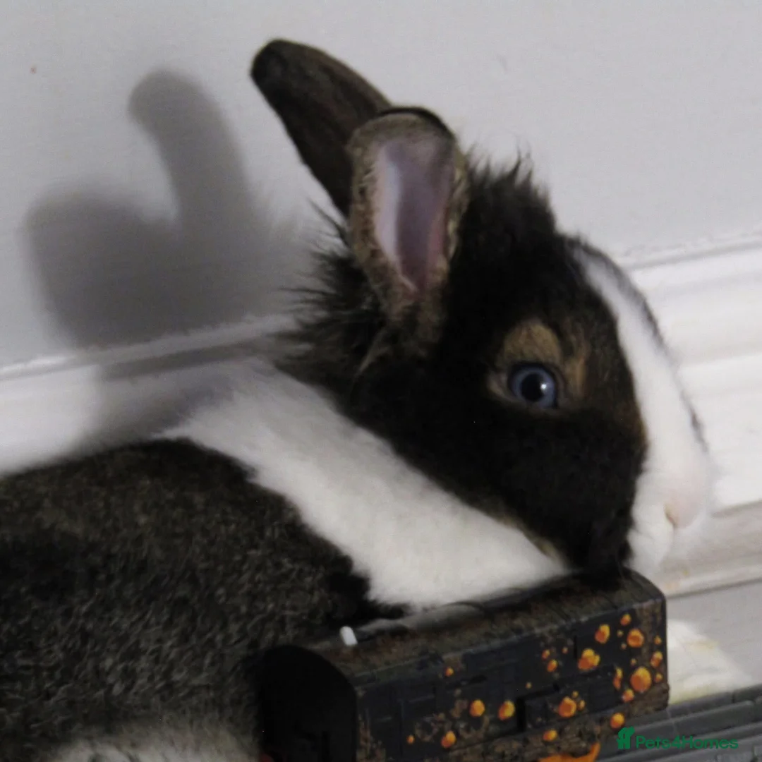 Mixed Breed rabbits for sale: two bonded bunnies - Advert 5