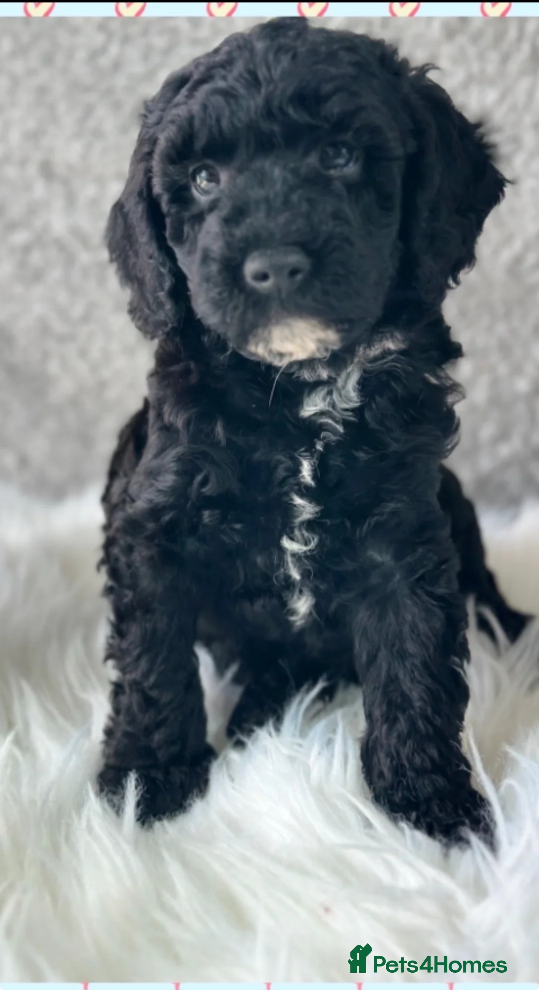 Australian Labradoodle dogs for sale: Health Tested multigen Australian labradoodles  in Ware - Advert 12