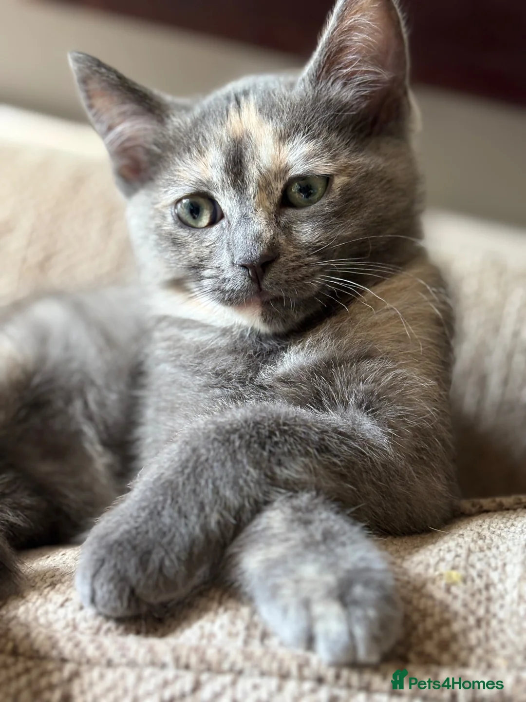 Mixed Breed cats for sale: Gorgeous Kittens *Ready Now* - Advert 1