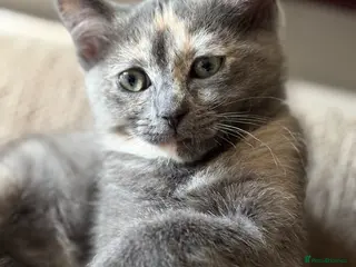 Mixed Breed cats Gorgeous Kittens *Ready Now* - Advert 1