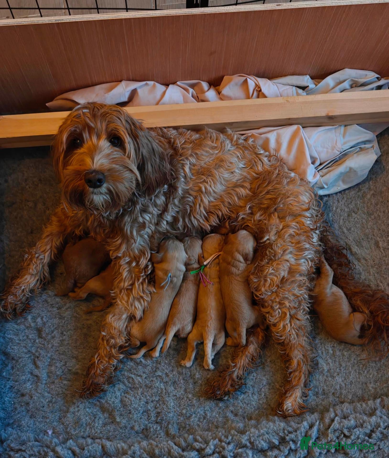 Australian Labradoodle dogs for sale: Multigen Aus Labradoodle Puppies Born 16 October - Advert 1