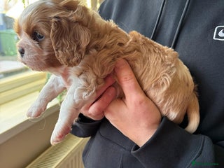 Cavalier King Charles Spaniel dogs King Charles Spaniel boy - Advert 18