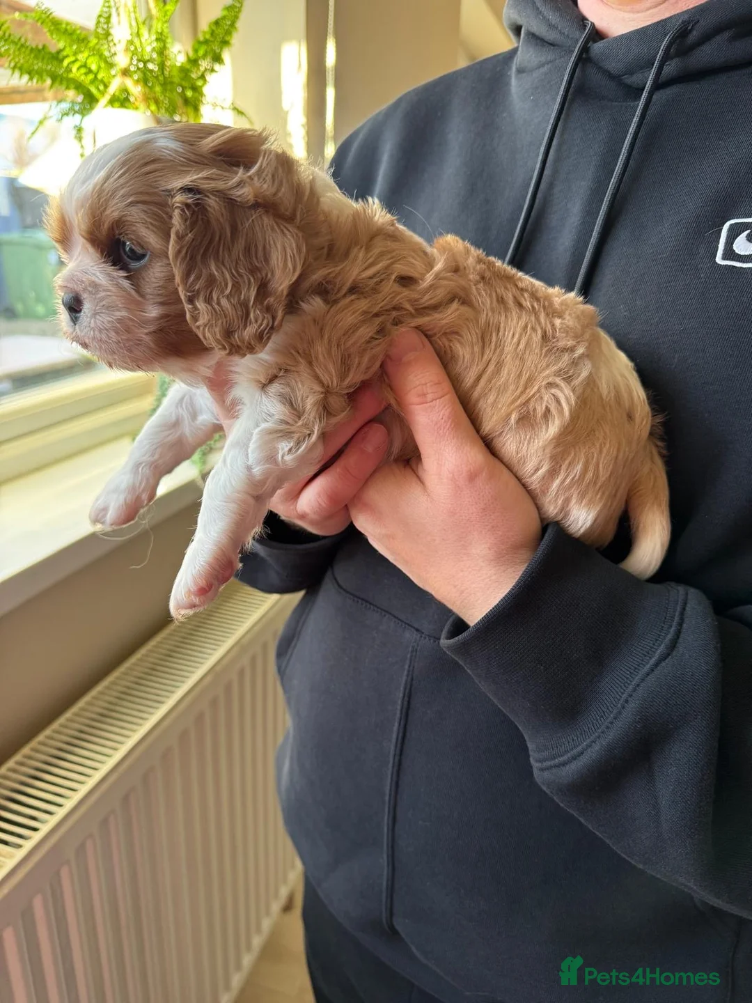 Cavalier King Charles Spaniel dogs for sale: Cavalier King Charles Spaniel boy - Advert 11