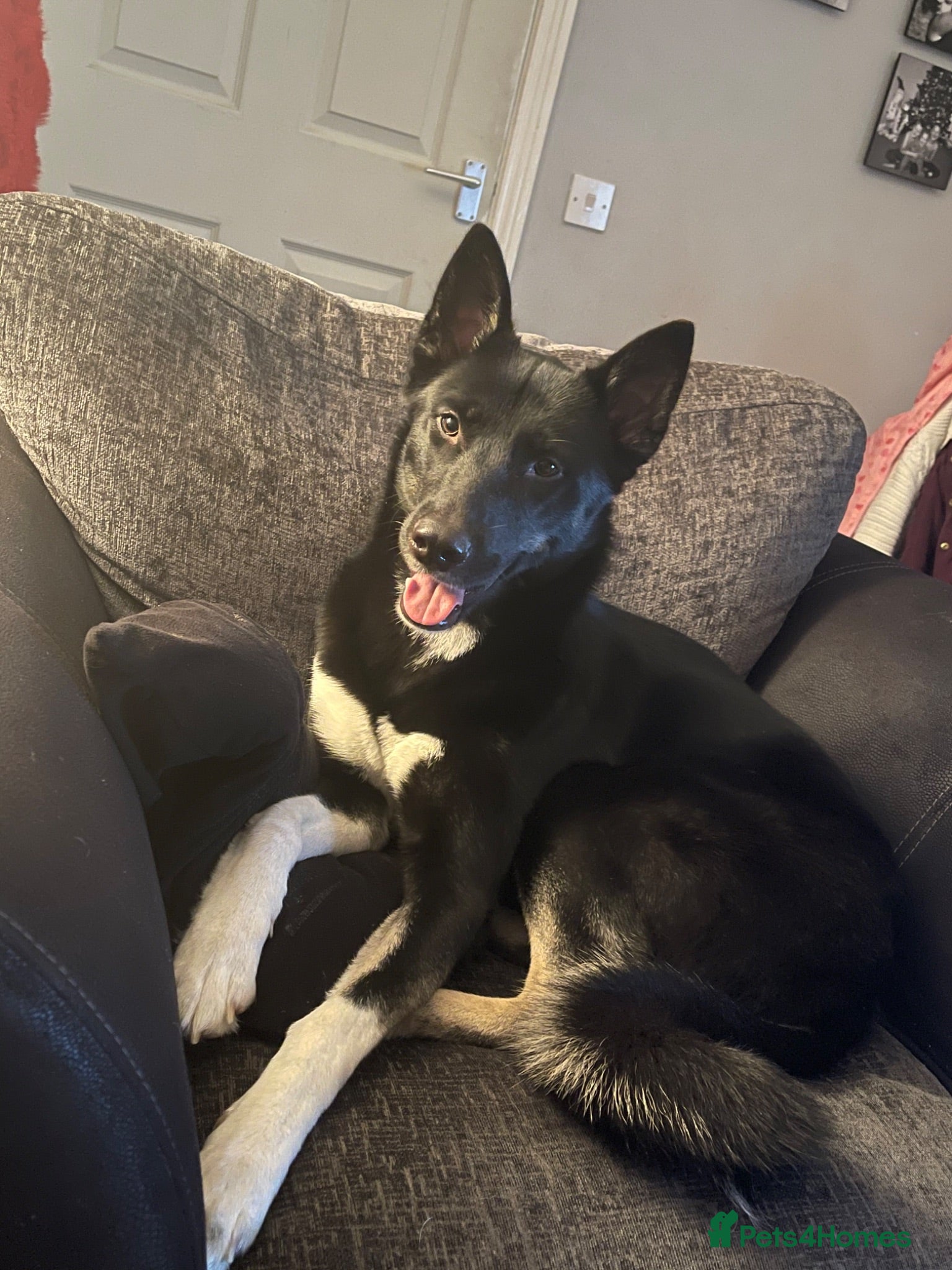 Huskita dogs 6 year old Huskita needing rehoming - Advert 1