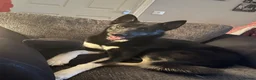 Huskita dogs for sale: 6 year old Huskita needing rehoming - Advert 1