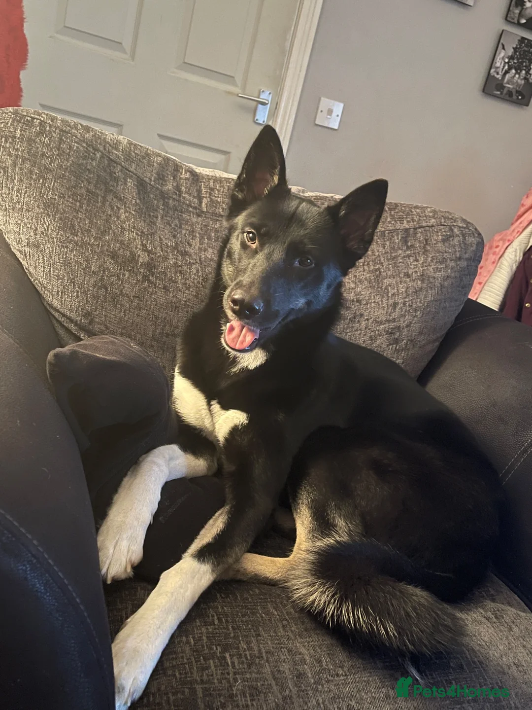 Huskita dogs for sale: 6 year old Huskita needing rehoming - Advert 1